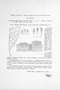 Leucotelium cerasi image